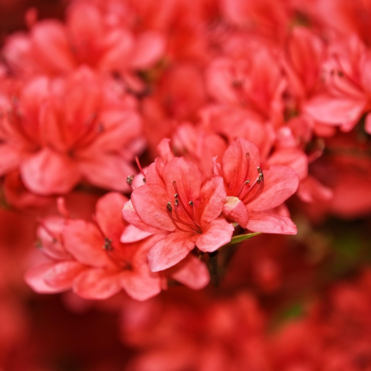 Blossom Plan