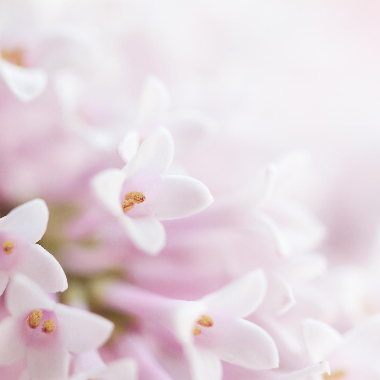 Petal Plan