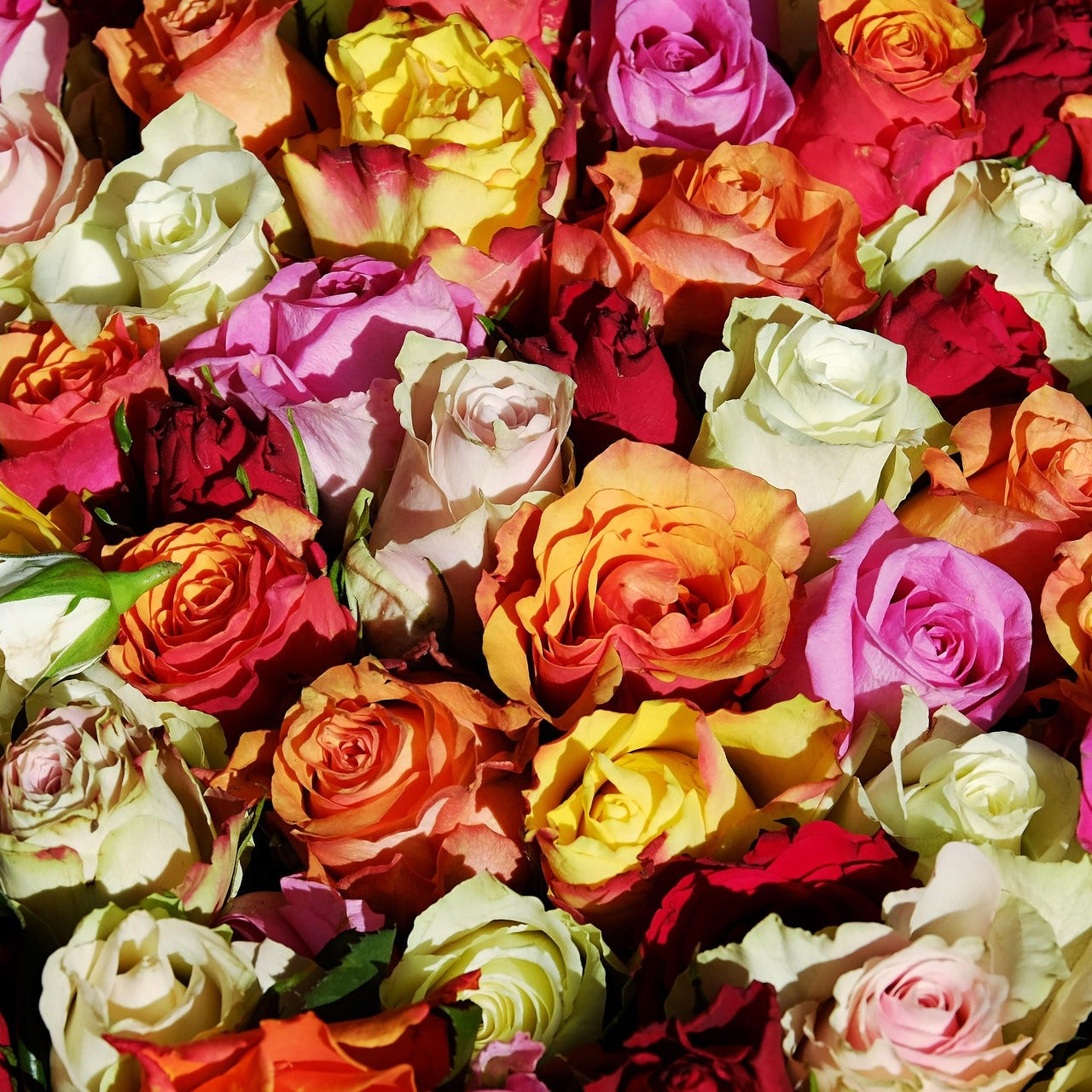 Rose Society Membership